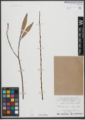 Foto von Salix triandra L. x Salix viminalis L.